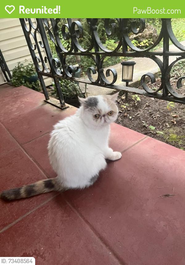 Reunited Unknown Cat last seen Terrace St., Auburn, CA 95603