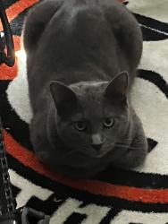 Lost Male Cat last seen Near wood braid circle, Tucker, GA 30084