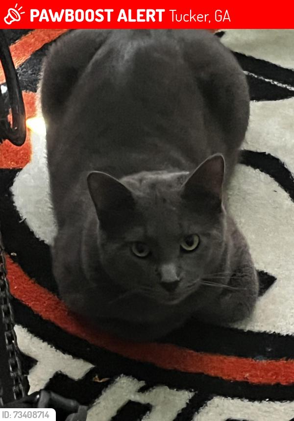 Lost Male Cat last seen Near wood braid circle, Tucker, GA 30084