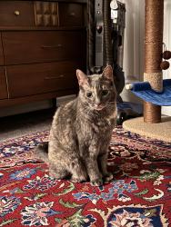 Reunited Unknown Cat last seen Summerport Neighborhood- Ancilla blvd, Windermere, FL 34786