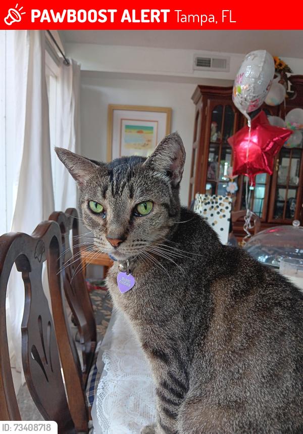 Lost Male Cat last seen North Fremont Ave and Kirby Street, Tampa, FL 33603