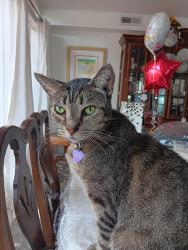 Lost Male Cat last seen North Fremont Ave and Kirby Street, Tampa, FL 33603