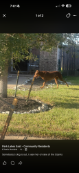 Found/Stray Female Dog last seen John ralston, Humble, TX 77396
