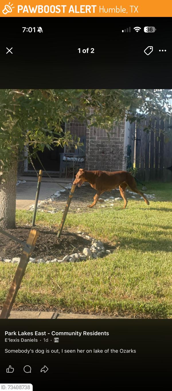 Found/Stray Female Dog last seen John ralston, Humble, TX 77396