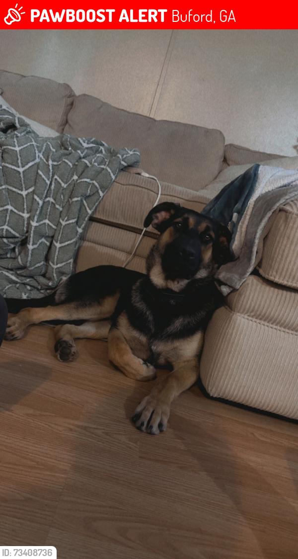 Lost Female Dog last seen Carter rd, Buford, GA 30518