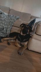 Lost Female Dog last seen Carter rd, Buford, GA 30518