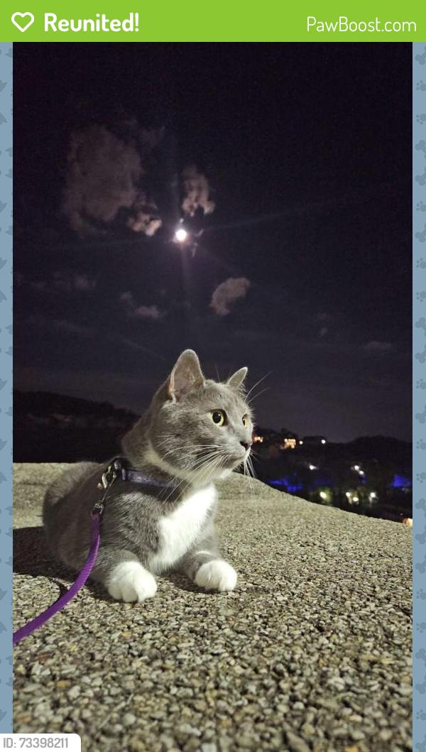 Reunited Female Cat last seen Planet fitness, Washington, PA 15301
