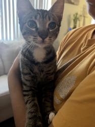 Found/Stray Female Cat last seen Paradise valley road, San Diego, CA 92114