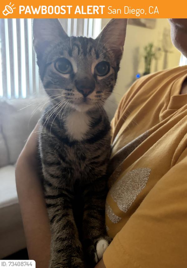 Found/Stray Female Cat last seen Paradise valley road, San Diego, CA 92114