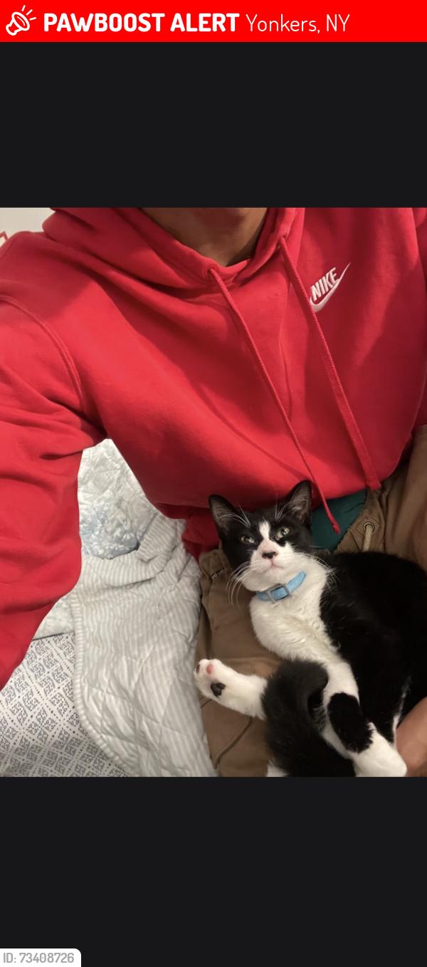 Lost Female Cat last seen Arthur avenue Yonkers NY, Yonkers, NY 10701