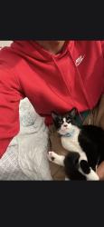 Lost Female Cat last seen Arthur avenue Yonkers NY, Yonkers, NY 10701
