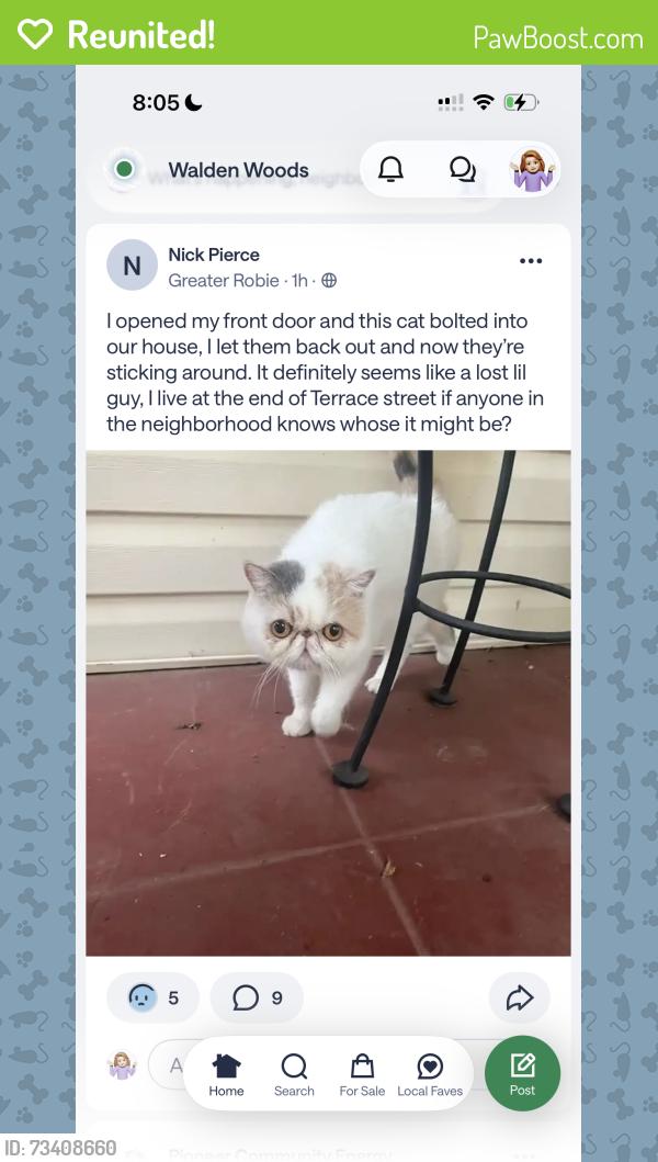 Reunited Unknown Cat last seen Terrace, Auburn, CA 95603