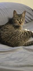 Lost Female Cat last seen Kingston Rd and Roxbury Dr, Harrisburg, PA 17112