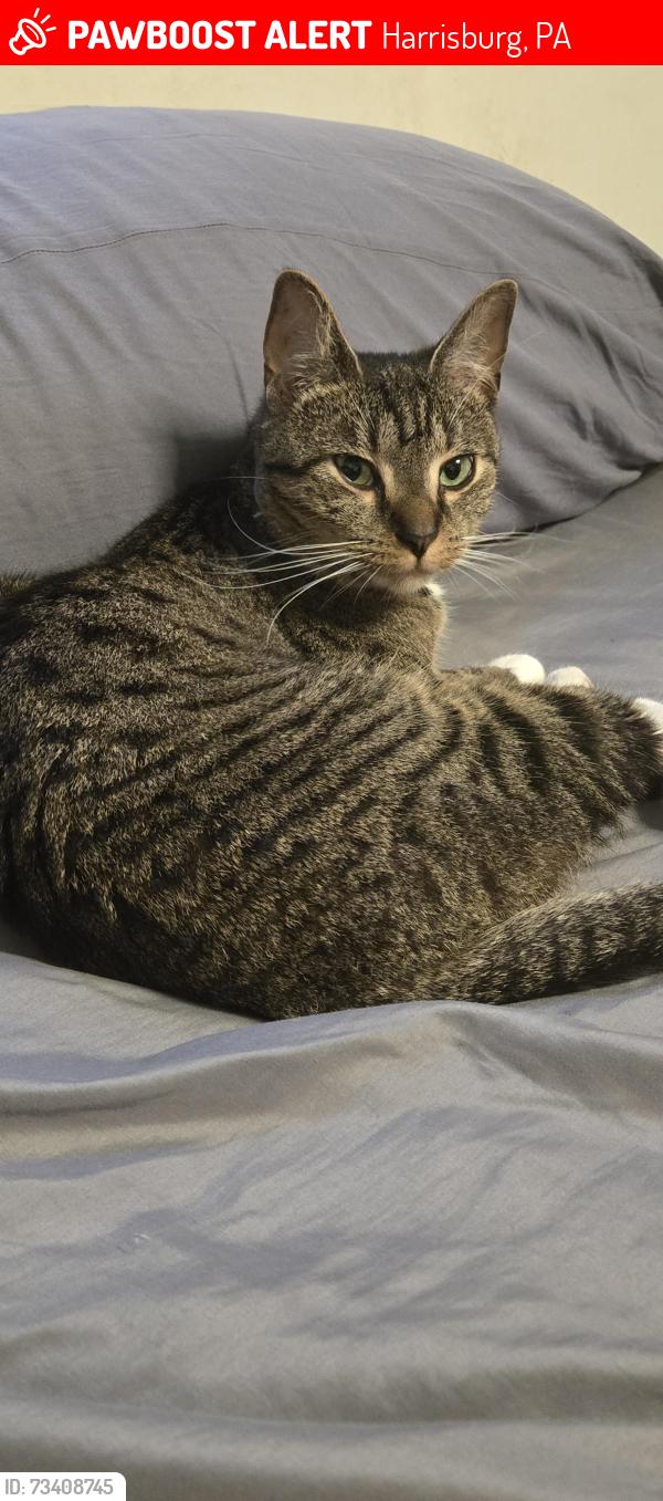 Lost Female Cat last seen Kingston Rd and Roxbury Dr, Harrisburg, PA 17112