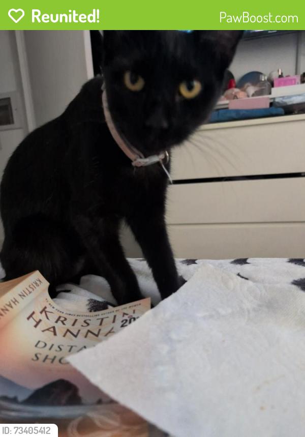 Reunited Female Cat last seen Big Dalton Avene between Main and merced, near channing, Baldwin Park, CA 91706