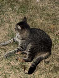 Found/Stray Unknown Cat last seen K1 Speed, Knoxville, TN 37922