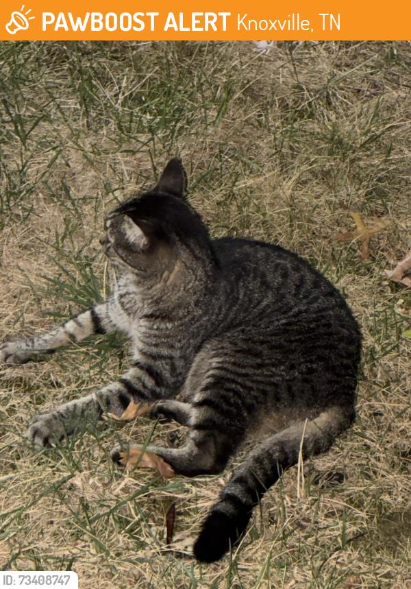 Found/Stray Unknown Cat last seen K1 Speed, Knoxville, TN 37922