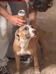 Found/Stray Male Dog last seen Jewetta and Snow Rd, Bakersfield, CA 93312