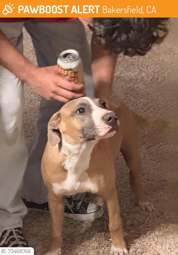 Found/Stray Male Dog last seen Jewetta and Snow Rd, Bakersfield, CA 93312
