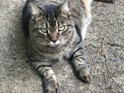 Lost Female Cat last seen Old Reid Road & Archdale, Charlotte, NC 28210