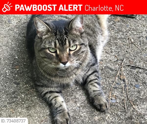 Lost Female Cat last seen Old Reid Road & Archdale, Charlotte, NC 28210