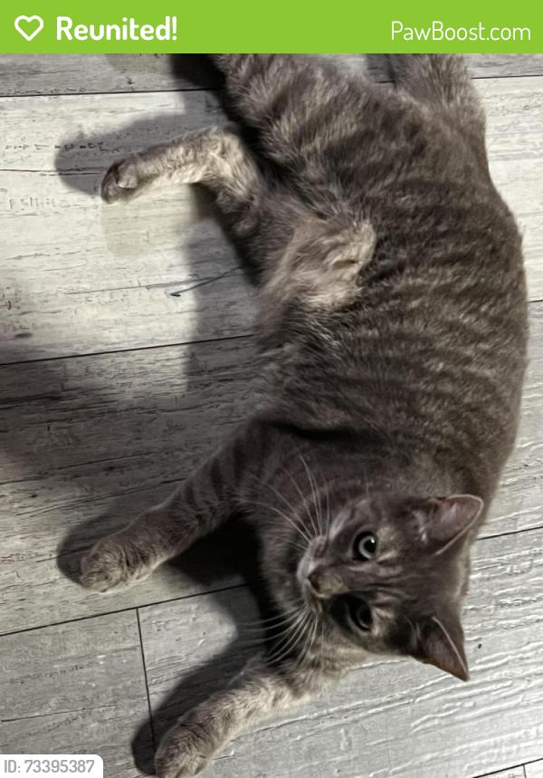 Reunited Female Cat last seen Near Chapman Ave, Garden Grove, CA 92840, USA, Garden Grove, CA 92840