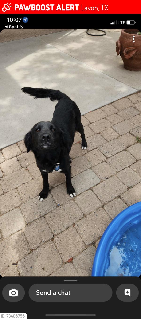 Lost Female Dog last seen Divine Gardens Drive, Lavon, TX 75166