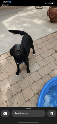 Lost Female Dog last seen Divine Gardens Drive, Lavon, TX 75166