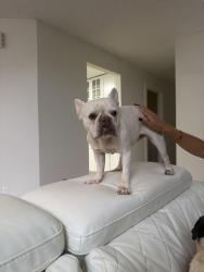 Found/Stray Female Dog last seen Terrazul Miami, Miami, FL 33174