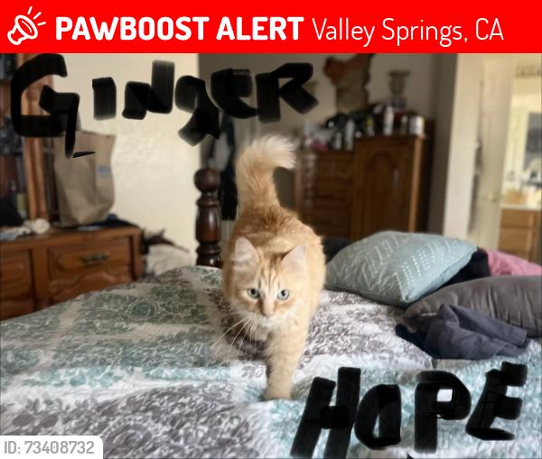 Lost Female Cat last seen Cox and Thornicroft Dr, Valley Springs, CA 95252