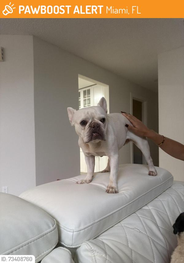 Found/Stray Female Dog last seen Terrazul Miami, Miami, FL 33174
