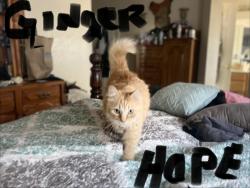 Lost Female Cat last seen Cox and Thornicroft Dr, Valley Springs, CA 95252