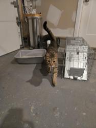 Reunited Male Cat last seen Media st and little hunting creek dr, Mount Vernon, VA 22309