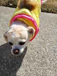 Lost Female Dog last seen Washington way, Antioch, CA 94509