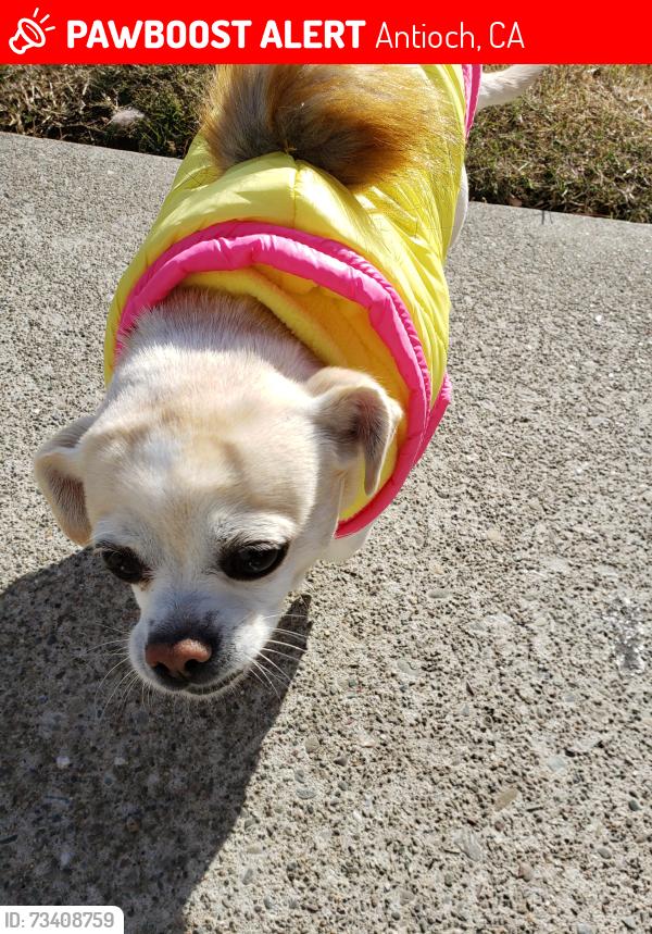 Lost Female Dog last seen Washington way, Antioch, CA 94509