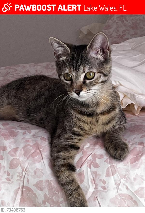 Lost Female Cat last seen Harper est Cir, Lake Wales, FL 33853