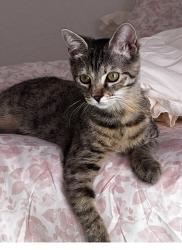 Lost Female Cat last seen Harper est Cir, Lake Wales, FL 33853