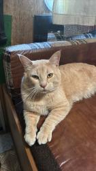 Lost Male Cat last seen Lancie, Randle, WA 98377