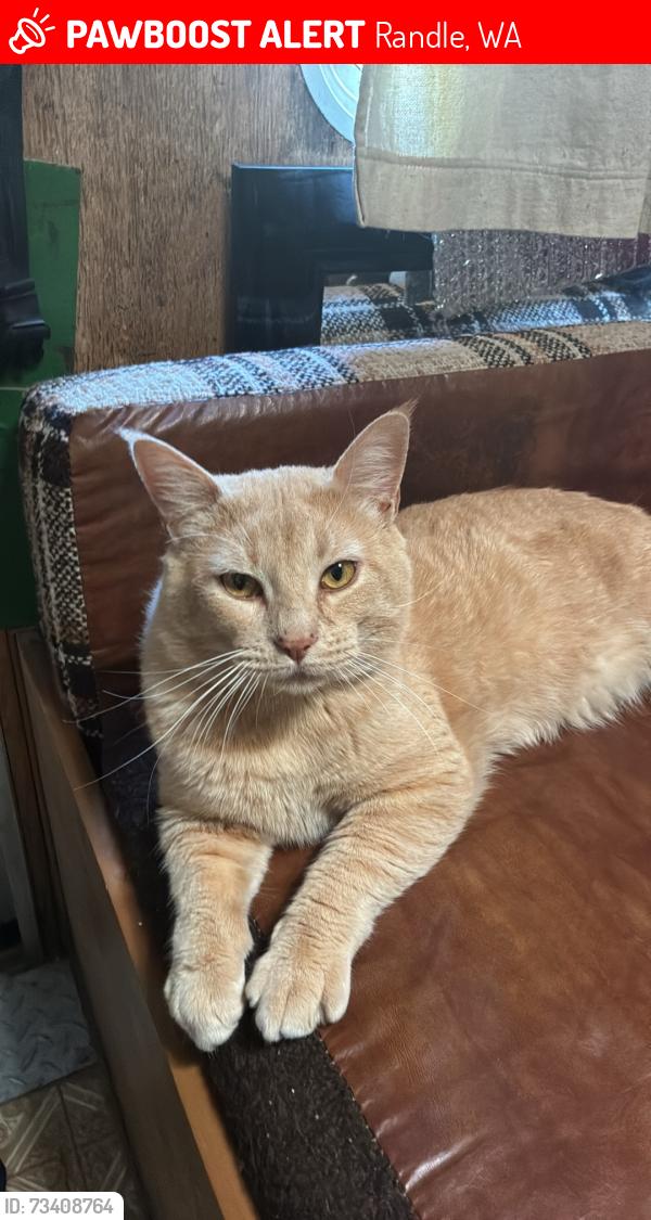 Lost Male Cat last seen Lancie, Randle, WA 98377
