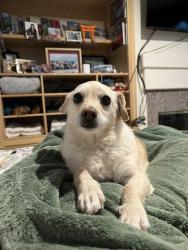 Reunited Female Dog last seen Sunset Avenue (between Amar Road and Francisquito Avenue) in West Covina, West Covina, CA 91790
