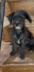 Reunited Male Dog last seen E Ave R & Division St, Palmdale, CA 93550, USA, Palmdale, CA 93550
