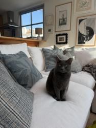 Reunited Male Cat last seen Marine and Highland, Manhattan Beach, CA 90266