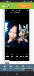Lost Male Dog last seen McDonnell and Whittier or 3rd, East Los Angeles, CA 90022