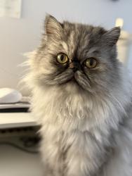 Reunited Male Cat last seen Michael Lynn rd, Charlotte, Charlotte, NC 28278
