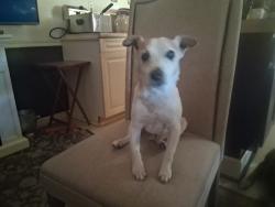 Lost Male Dog last seen Near megill drive, Pelion, SC 29123