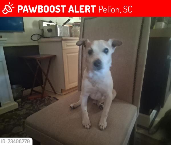 Lost Male Dog last seen Near megill drive, Pelion, SC 29123