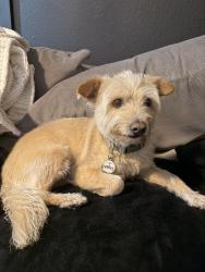 Lost Male Dog last seen Euclid & Imperial, San Diego, CA 92114