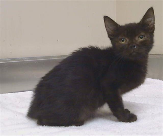 Shelter Stray Female Cat last seen RINETTI WAY/EVCAR WAY, 95673, 3839 Bradshaw Rd, Sacramento, CA 95827, USA