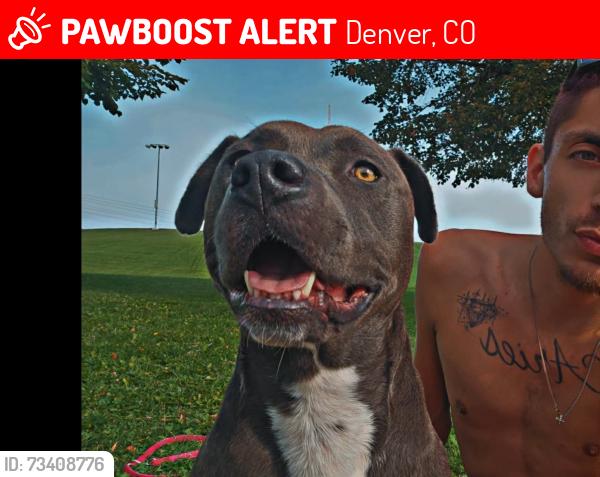 Lost Female Dog last seen Huston Park, Denver, CO 80219