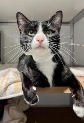 Shelter Stray Male Cat last seen Near BLOCK 21ST AVE BTWN SANTIAGO AND RIVERA, 1419 Bryant St, San Francisco, CA 94103, USA